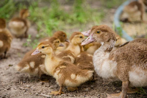 Eine Gruppe junger Entchen, Teenager-Hühner auf dem Hof, die Futter picken. — Stockfoto