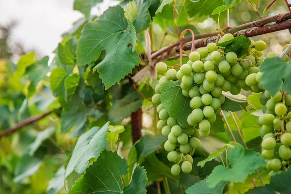Zielony młode wino winogron w winnicy. Na początku lata blisko up winogron rosnących na winorośli . — Zdjęcie stockowe