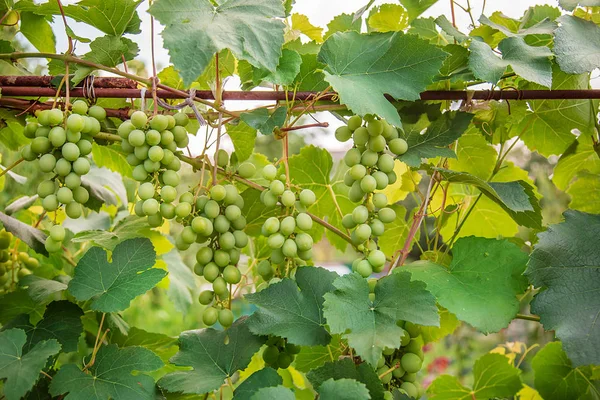 Gröna unga vindruvor i vingården. Början av sommaren nära upp druvorna växer på vinstockar . — Stockfoto