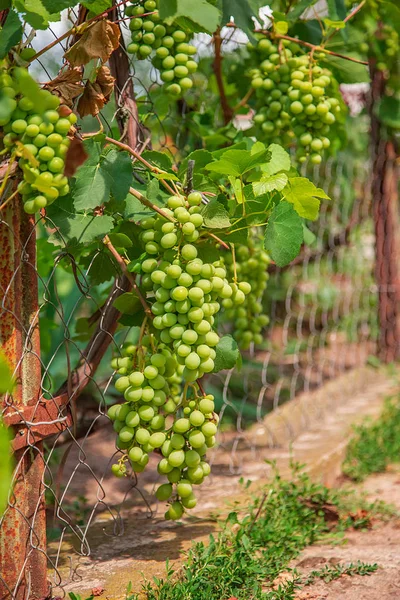 Grüne junge Weintrauben im Weinberg. Sommeranfang hautnah Trauben, die an Reben wachsen . — Stockfoto