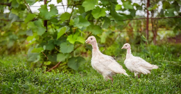 Krůty se zblízka. Dospělé slepice, krůty, dospívající kuřata na farmě pasou v trávě a pecku krmiva. — Stock fotografie