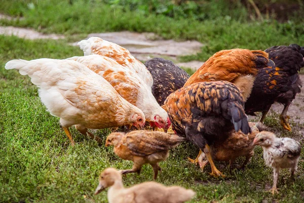 Dospělé slepice, kohouti, krůty, dospívající kuřata na farmě se pasou v krmné trávy a peck. — Stock fotografie