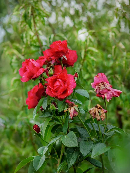 Hermosas rosas en el jardín, cultivando diferentes variedades de flores . — Foto de Stock