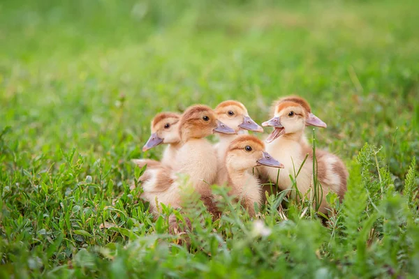 A group of young ducklings, teenage chickens in the farmyard pecking food. — Stock Photo, Image