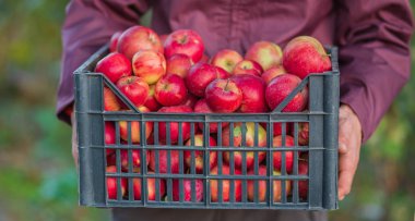 Bir sandık dolusu elma taşan organik Kırmızı elma hasat.