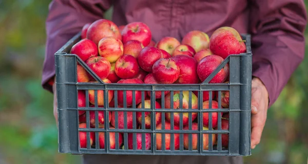 Bir sandık dolusu elma taşan organik Kırmızı elma hasat.