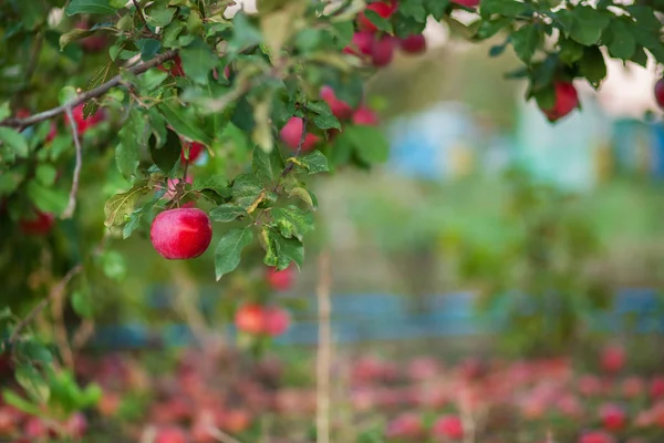 Органические красные яблоки в корзине, под деревом в саду, на размытом фоне, в конце полудня солнечного света . — стоковое фото