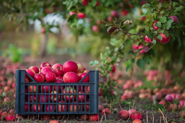 Manzanas rojas orgánicas en una canasta, debajo de un árbol en el jardín, sobre un fondo borroso, al final de la luz del sol del mediodía . —  Fotos de Stock