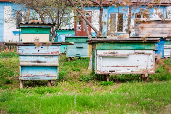 Um grupo de enxame de abelhas em uma velha colmeia de madeira em um jardim de fazenda. Apiário, enxame, protegido do vento e com uma boa estadia . — Fotografia de Stock