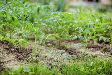 Genç domates fidesi. Asma, domates domates dallarında büyüyen büyüyen.