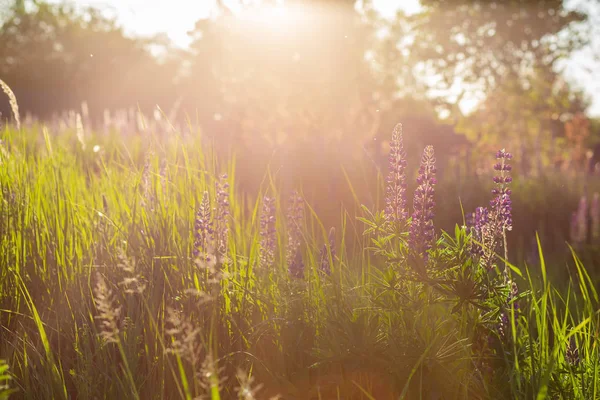 Ängen vid solnedgången. Lila och rosa Lupin vårblommor i grönt gräs. — Stockfoto