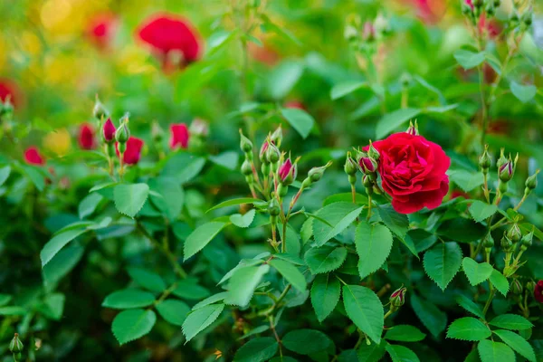 Hermosas rosas en el jardín, cultivando diferentes variedades de flores . — Foto de Stock