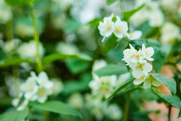 Hermoso arbusto de jazmín en primavera. Contexto . — Foto de Stock