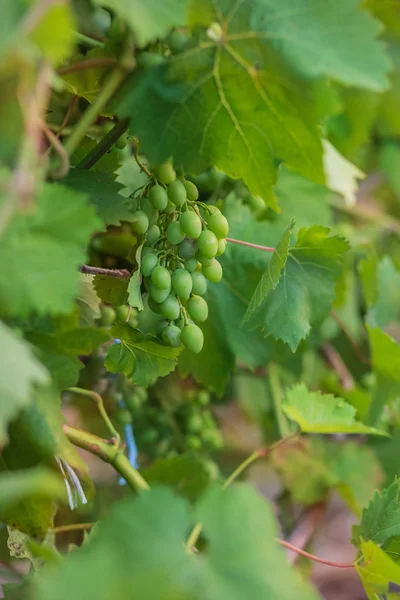 Gröna unga vindruvor i vingården. Början av sommaren nära upp druvorna växer på vinstockar . — Stockfoto