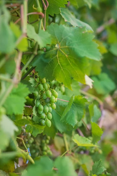 Gröna unga vindruvor i vingården. Början av sommaren nära upp druvorna växer på vinstockar . — Stockfoto