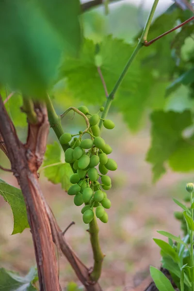 Green young wine grapes in the vineyard. Beginning of summer close up grapes growing on vines .