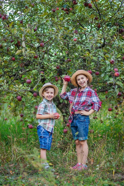 Портрет брата и сестры в саду с красными яблоками . — стоковое фото