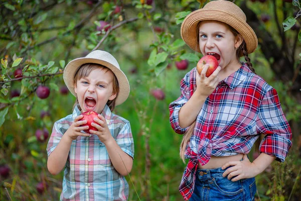 Портрет брата и сестры в саду с красными яблоками . — стоковое фото