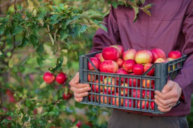 Bir sandık dolusu elma taşan organik Kırmızı elma hasat.