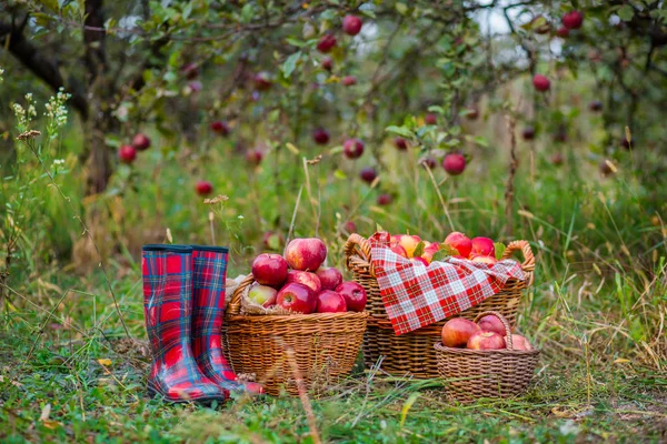 Сбор органических красных яблок, переполненная корзина яблок . — стоковое фото