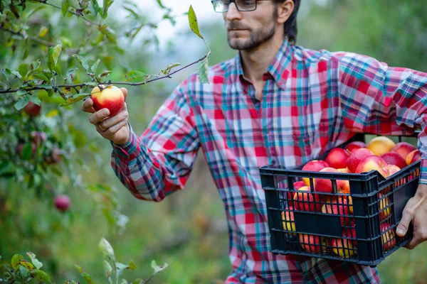 Picking apples. A man with a full basket of red apples in the garden.