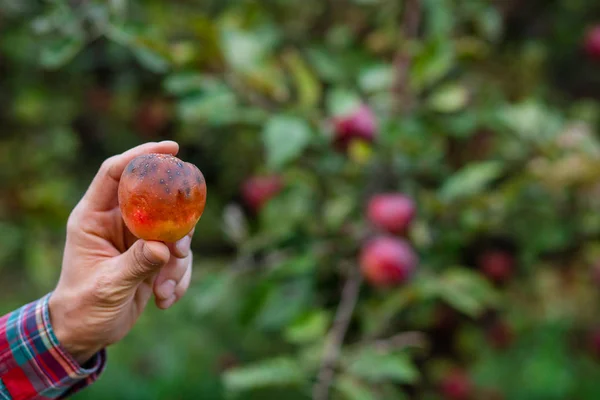 Rotten apple in the hands of the gardener. The traditional concept of collecting handmade natural fruit