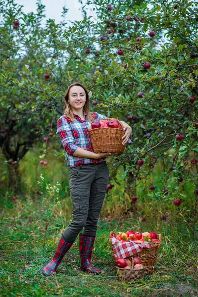 Mujer con una cesta llena de manzanas rojas en el jardín . —  Fotos de Stock