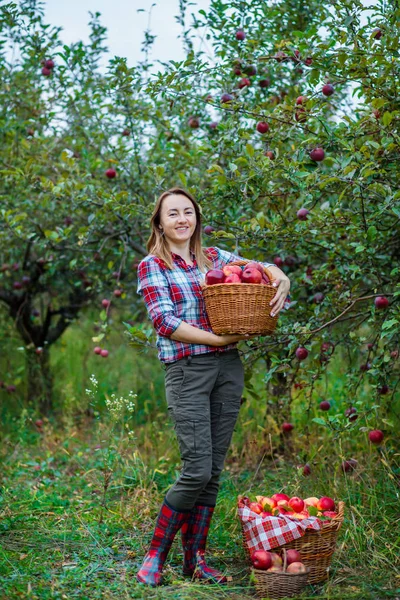 Mujer con una cesta llena de manzanas rojas en el jardín . —  Fotos de Stock