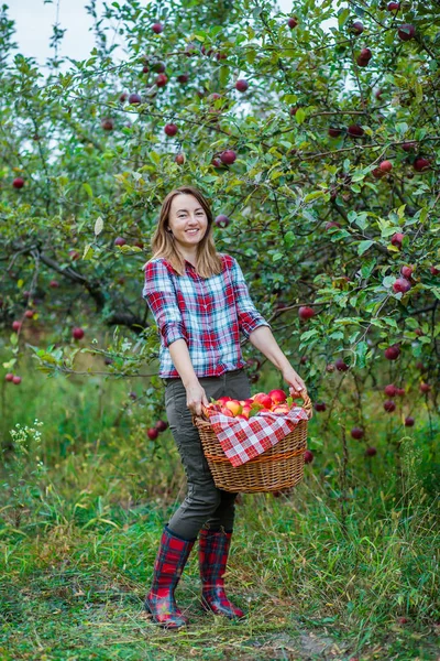 Mujer con una cesta llena de manzanas rojas en el jardín . —  Fotos de Stock