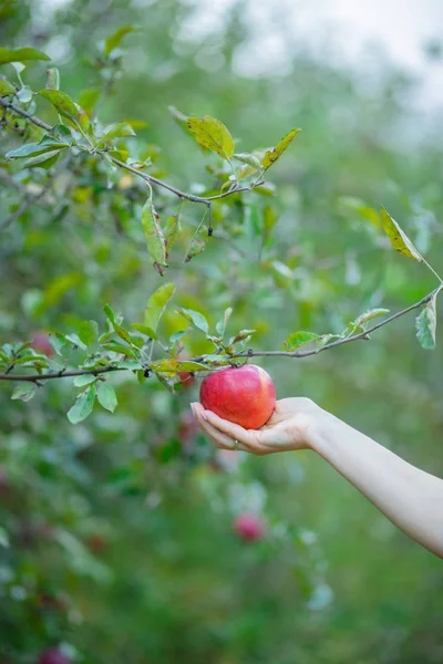 White female hand takes an apple from an apple tree. — Stock Photo, Image