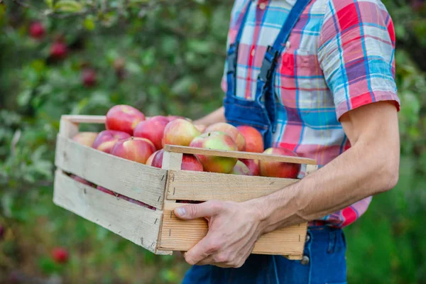 Recogiendo manzanas. Primer plano de una caja con manzanas. Un hombre con una cesta llena de manzanas rojas en el jardín . —  Fotos de Stock