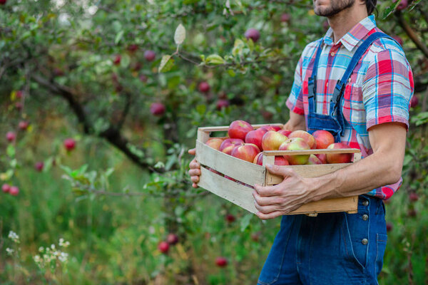 Picking apples. Closeup of a crate with apples. A man with a full basket of red apples in the garden.