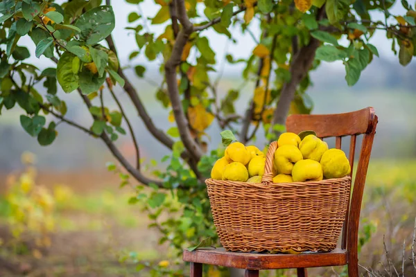 Quince cosecha de otoño, canasta completa de membrillo en el jardín — Foto de Stock