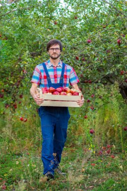 Malzeme çekme elma. Kırmızı elma bahçesinde tam bir sepet olan bir adam.
