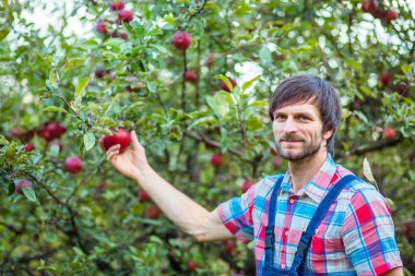 Malzeme çekme elma. Kırmızı elma bahçesinde tam bir sepet olan bir adam.