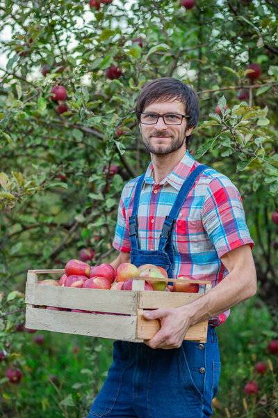 Picking apples. A man with a full basket of red apples in the garden.