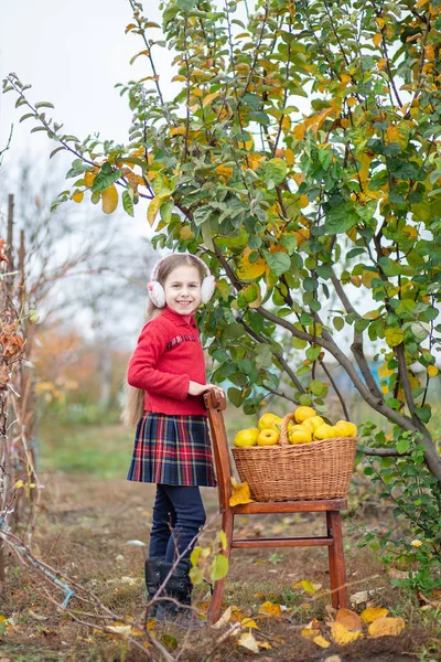 Cute girl collects quince from the tree. — Stock Photo, Image