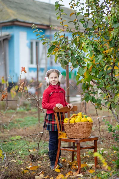 Gadis manis mengumpulkan quince dari pohon . — Stok Foto