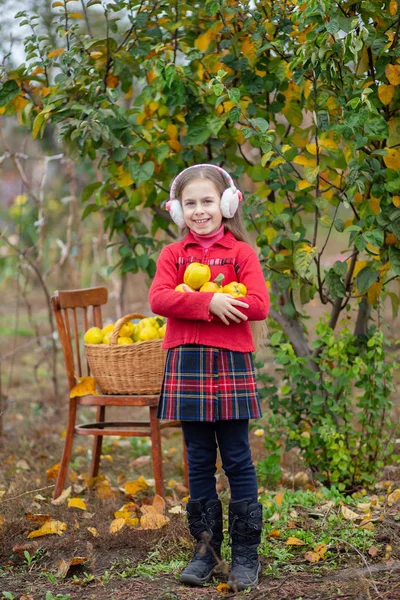 Gadis manis mengumpulkan quince dari pohon . — Stok Foto