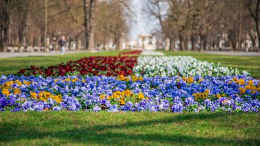Varşova, Polonya-3 Nisan 2019: güzel Sakson Bahçesi, kırmızı, mavi ve beyaz çiçekler ile Park.