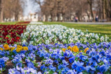 Varşova, Polonya-3 Nisan 2019: güzel Sakson Bahçesi, kırmızı, mavi ve beyaz çiçekler ile Park.