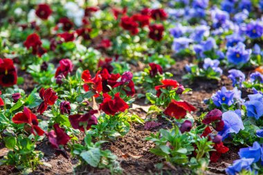 Parkta doğal bir ortamda pansies.