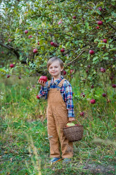 Portrait of a cute boy in the garden with a red apple. — Stok Foto