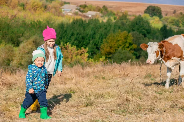 Дети смотрят на теленка в поле . — стоковое фото