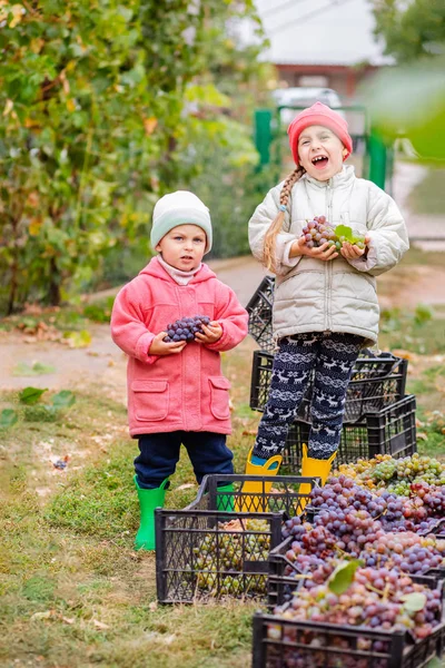 Kakak dan adik dengan anggur di tangan mereka di kebun. Musim gugur panen di peternakan, anak-anak air mata anggur dan dimasukkan ke dalam kotak . — Stok Foto