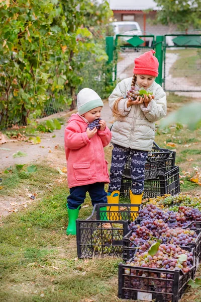 Kakak dan adik dengan anggur di tangan mereka di kebun. Musim gugur panen di peternakan, anak-anak air mata anggur dan dimasukkan ke dalam kotak . — Stok Foto