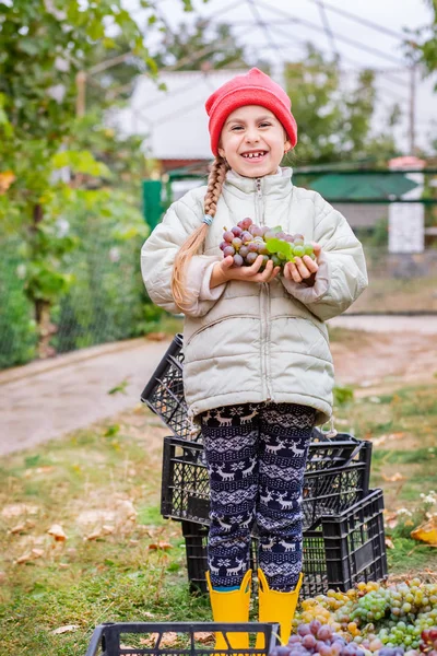 Kakak dan adik dengan anggur di tangan mereka di kebun. Musim gugur panen di peternakan, anak-anak air mata anggur dan dimasukkan ke dalam kotak . — Stok Foto