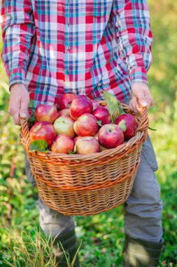 Malzeme çekme elma. Kırmızı elma bahçesinde tam bir sepet olan bir adam.