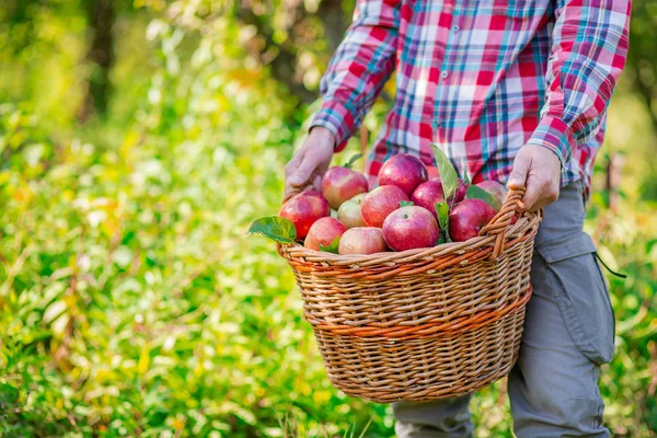 Recogiendo manzanas. Un hombre con una cesta llena de manzanas rojas en el jardín . —  Fotos de Stock