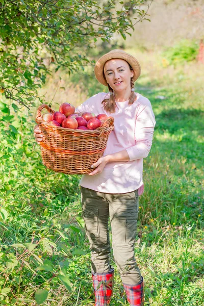 Recogiendo manzanas. Cosechando manzanas. Mujer con manzanas en el jardín . —  Fotos de Stock